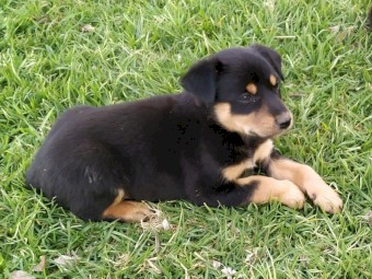 Kelpie pups for sale