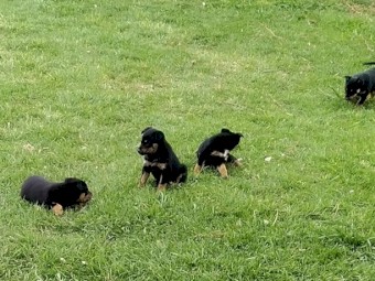 Kelpie pups for sale