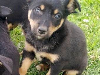 Kelpie pups for sale