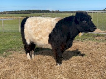 Angus x Galloway Bull
