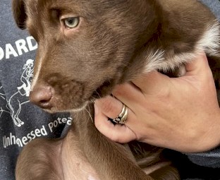 Gorgeous Kelpie pups