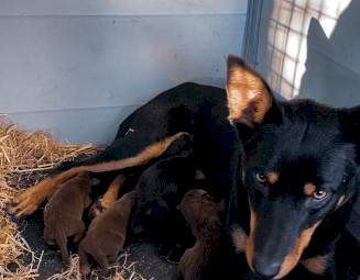 Working Kelpie Pups