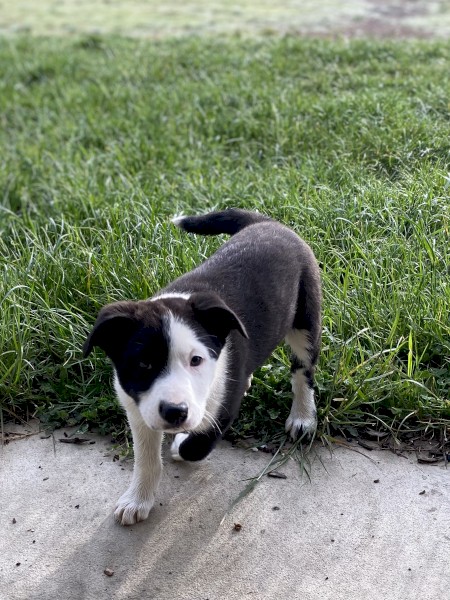 Border Collie Puppies 
