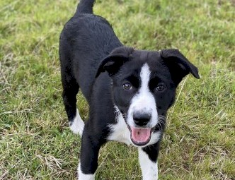 Border Collie Puppies 