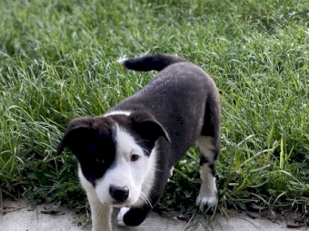 Border Collie Puppies 