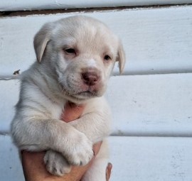 Kelpie x huntaway store puppies