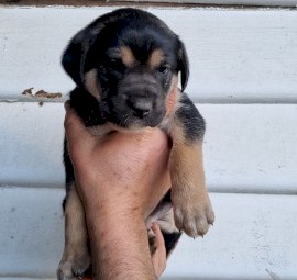 Kelpie x Huntaway Pups.