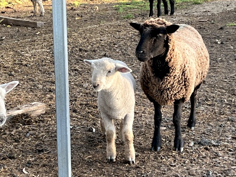 Southdown /Babydoll Lamb Rams