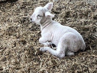 Southdown /Babydoll Lamb Rams