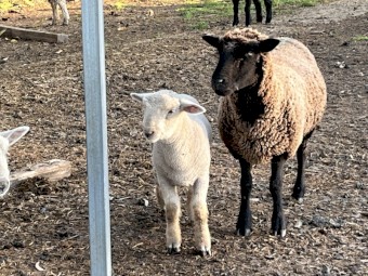 Southdown /Babydoll Lamb Rams