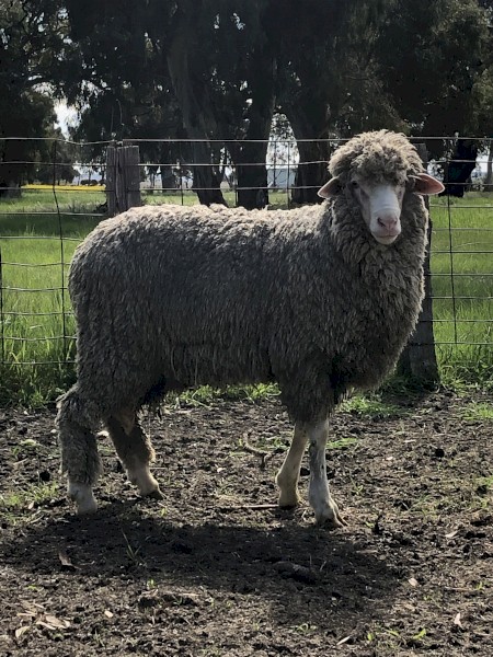 Kalani Merino Stud Rams Available 