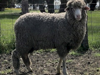 Kalani Merino Stud Rams Available 
