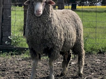 Kalani Merino Stud Rams Available 