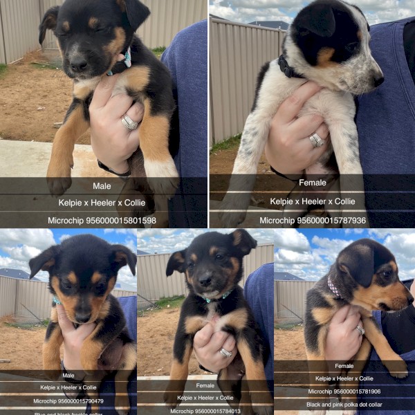 Kelpie x Heeler x Collie Puppies