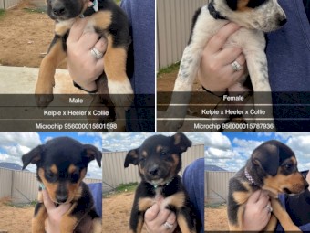 Kelpie x Heeler x Collie Puppies