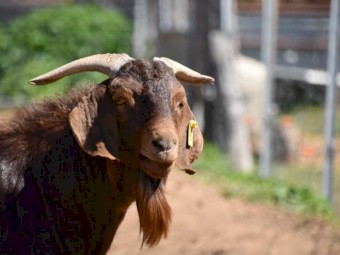 Magnificent Kalahari Red Composite Buck. 
