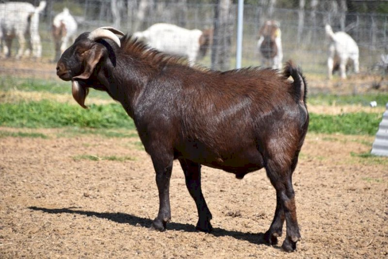 Registered Full Blood Kalahari Red "ADIL"