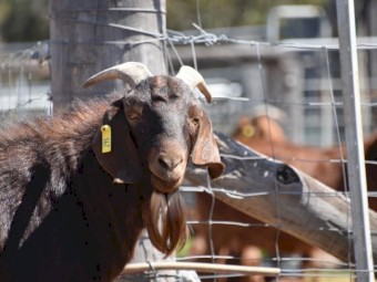 Registered Full Blood Kalahari Red "ADIL"