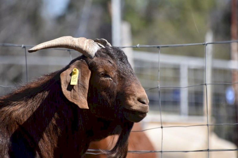 Registered Full Blood Kalahari Red "Grey Wolf"