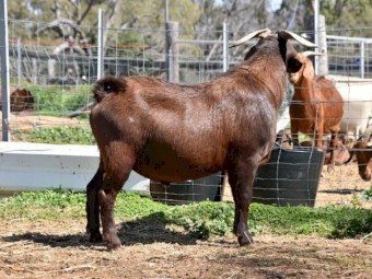 Registered Full Blood Kalahari Red "Grey Wolf"