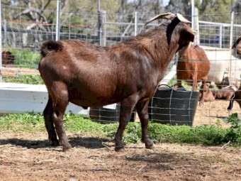 Registered Full Blood Kalahari Red "Grey Wolf"