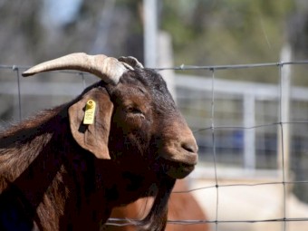 Registered Full Blood Kalahari Red 