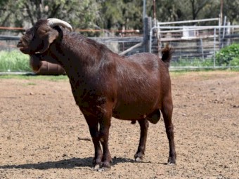 Registered Full Blood Kalahari Red 