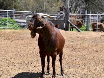 Registered Full Blood Kalahari Red "COCHISE"