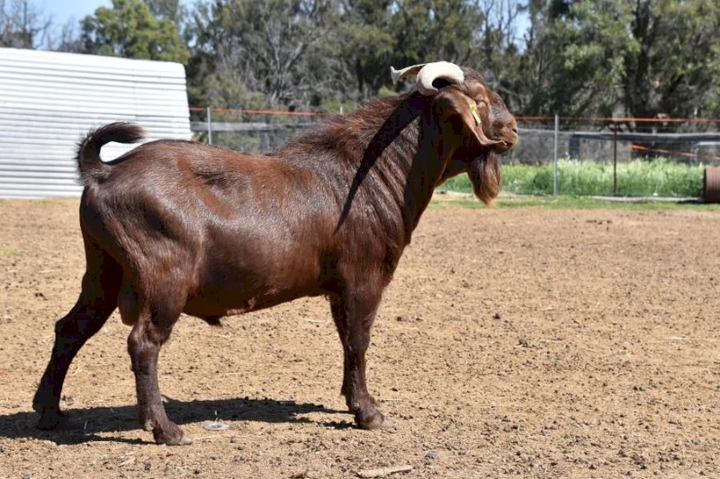 Registered Full Blood Kalahari Red Buck. "ADE"