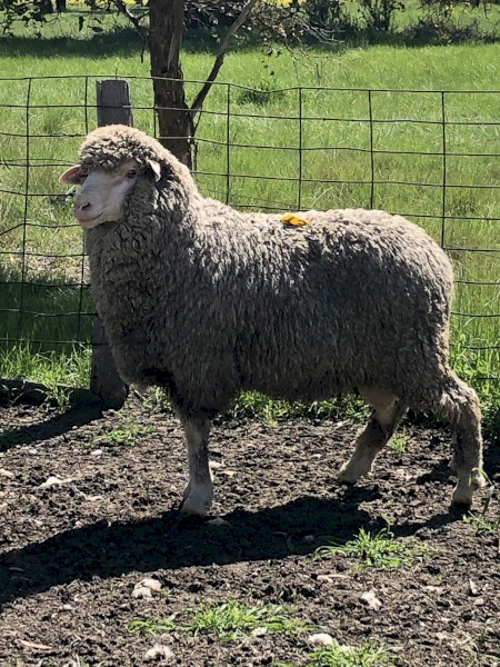 Kalani Commercial Flock Rams...  limited numbers available!