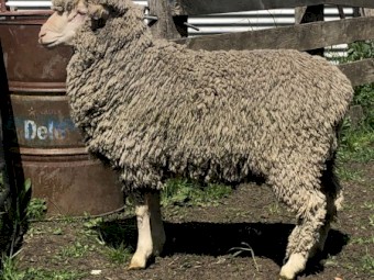 Kalani Commercial Flock Rams...  limited numbers available!