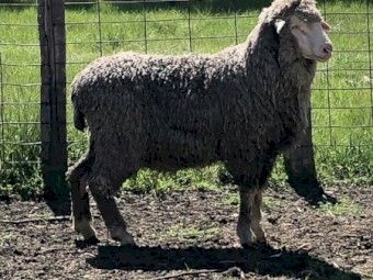 Kalani Commercial Flock Rams...  limited numbers available!