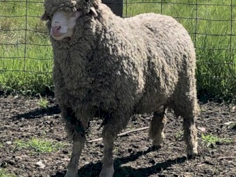 Kalani Commercial Flock Rams...  limited numbers available!