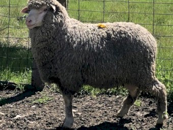Kalani Commercial Flock Rams...  limited numbers available!