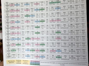 Kalani Merino Stud Rams Available 