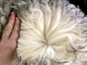 Kalani Merino Stud Rams Available 