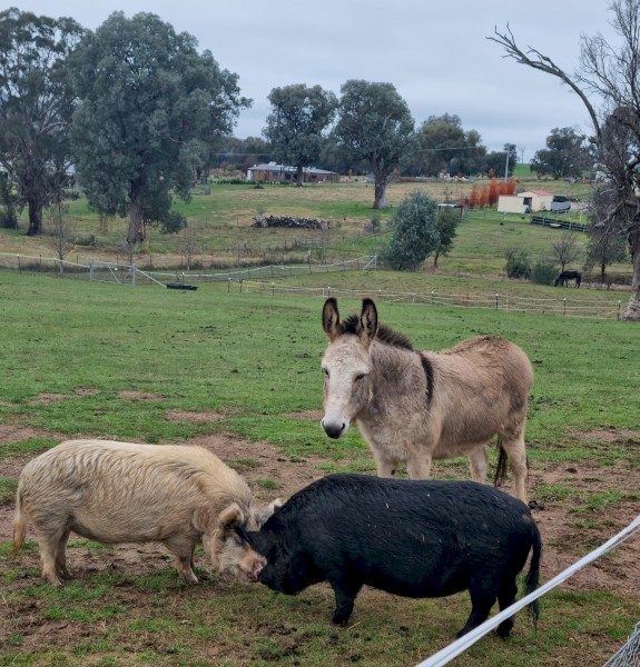 Australian Miniatures Pigs x 2