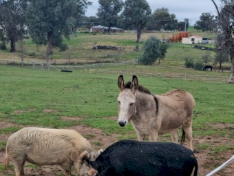 Australian Miniatures Pigs x 2