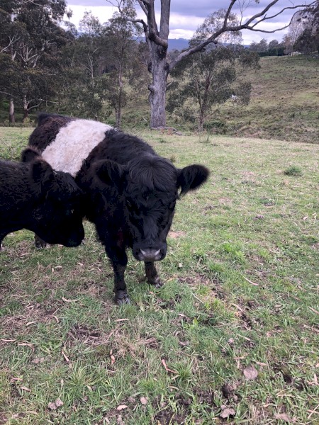Belted Galloway Heifers