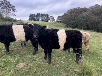 Belted Galloway Heifers