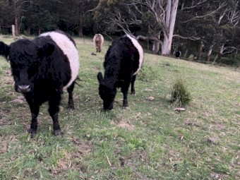 Belted Galloway Heifers