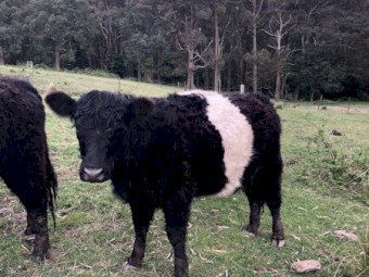 Belted Galloway Heifers