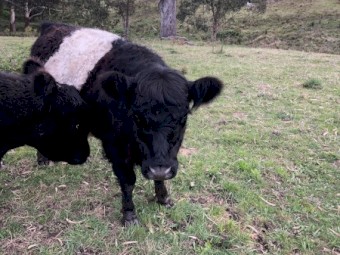 Belted Galloway Heifers