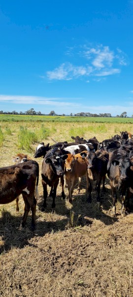 Dairy Heifer Quality Calves 