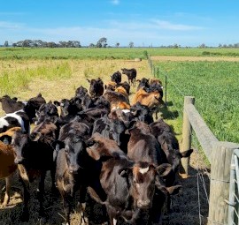 Dairy Heifer Quality Calves 