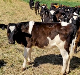 Dairy Heifer Quality Calves 