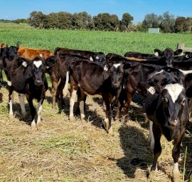 Dairy Heifer Quality Calves 