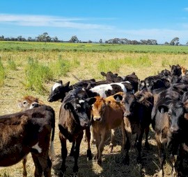 Dairy Heifer Quality Calves 