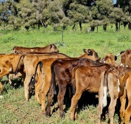 Dairy Heifer Calves