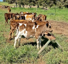 Dairy Heifer Calves